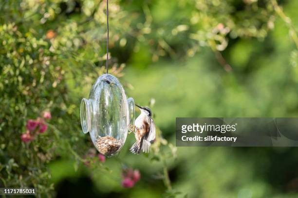 een boomklever betreedt een transparante glazen vogel feeder in een tuin - bird transparent stockfoto's en -beelden