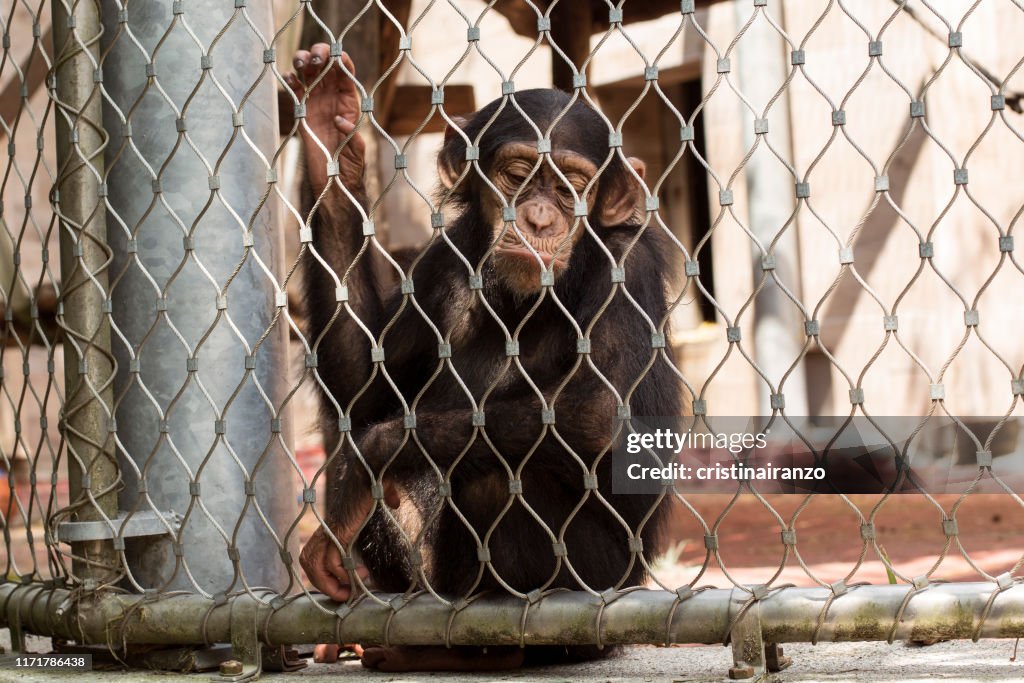 Monkey Incloser Small Monkey Inside A Cage High-Res Stock Photo - Getty Images