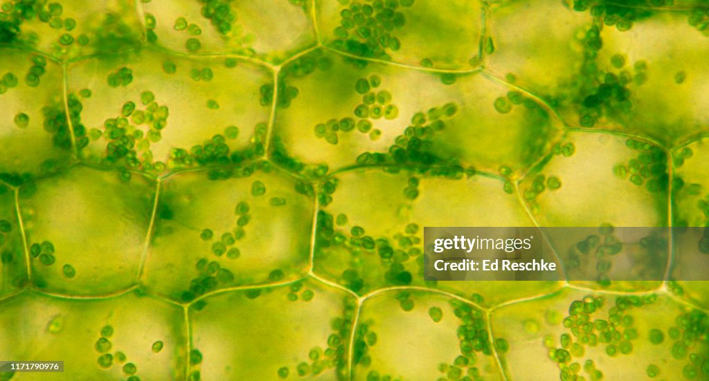 PHOTOSYNTHETIC PLANT CELL STRUCTURE--CHLOROPLASTS, CELL WALL, 200X