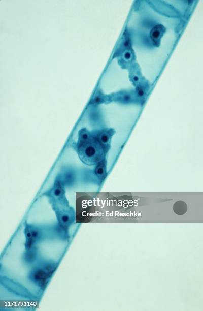 plant cell anatomy (spirogyra) chloroplast, cell wall, nucleus, pyrenodids, 250x - ed reschke photography fotografías e imágenes de stock