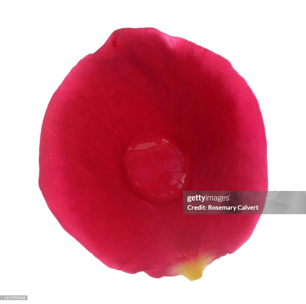 Single red rose petal with water drop on white square.