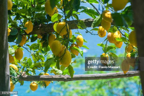 sfusato amalfitano lemons along the lemon's path, ravello to maiori - albero di limone foto e immagini stock