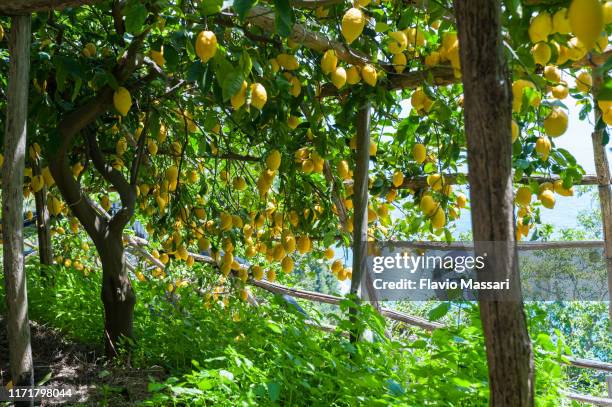 Citrus limon AMALFI COAST MAGGIORE 30-60cm - Blooming Citrus limon AMALFI COAST MAGGIORE 30-60cm - Blooming