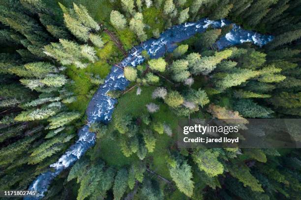 drone point of view on hyalite creek running through the forest of montana - river aerial stock-fotos und bilder