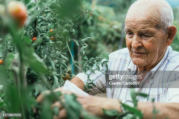 portrait of active senior man gardening - senior adult gardening stock pictures, royalty-free photos & images