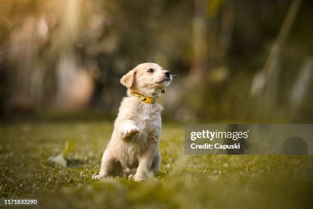 puppy geven paw - hondje stockfoto's en -beelden