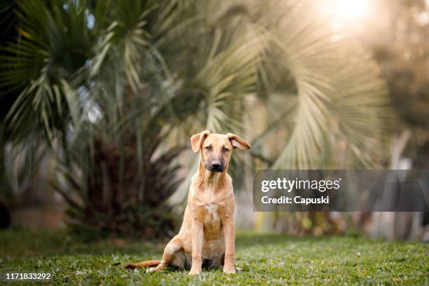 dog portrait - caramelized stock pictures, royalty-free photos & images