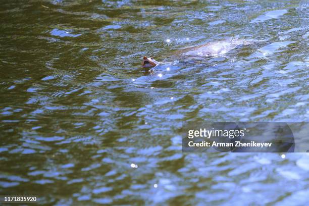 florida softshell turtle - apalone ferox - swimming in the lake - florida softshell turtle stock pictures, royalty-free photos & images