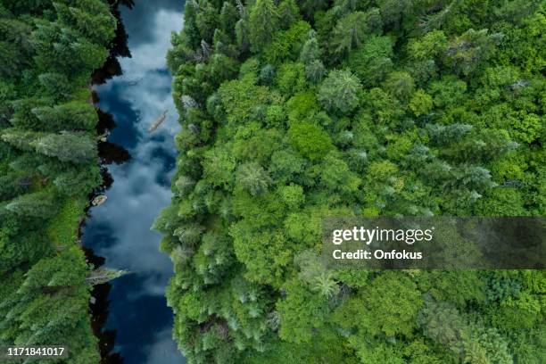 vue aérienne de la forêt et de la rivière de la nature boréale en été - wildlife photos et images de collection