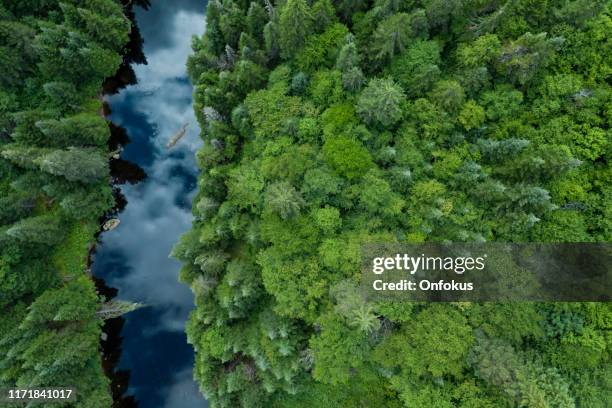 vue aérienne de la forêt et de la rivière de la nature boréale en été - boreal forest canada photos et images de collection