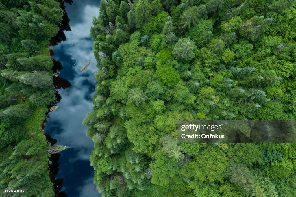 Aerial View of Boreal Nature Forest and River in Summer