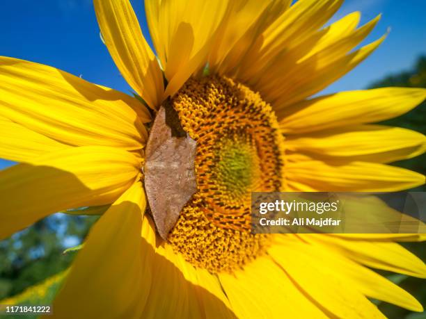 dead leaf moth on sonflower - dead leaf moth stock pictures, royalty-free photos & images