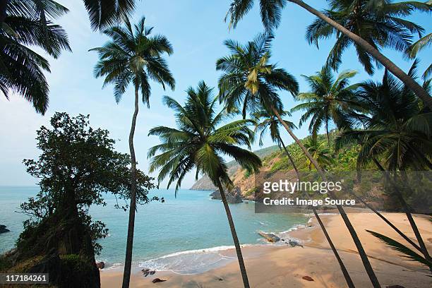 palm trees and beach, goa, india - goa beach bildbanksfoton och bilder