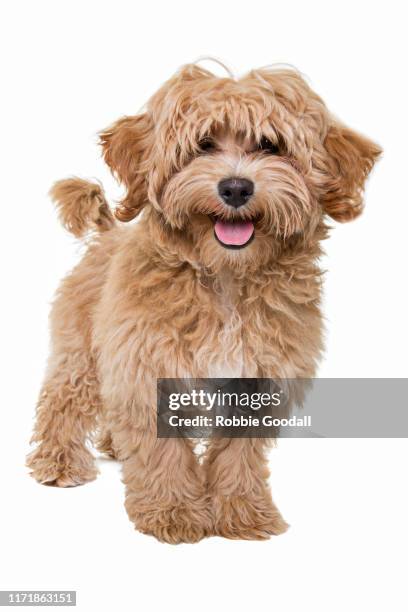 gold coloured cavalier king charles spaniel/poodle mix puppy looking at the camera sitting in front of a white backdrop - cavalier king charles spaniel 個照片及圖片檔