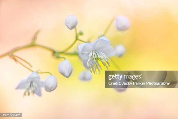 close-up image of the beautiful thalictrum delavayi 'splendide white' flower also known as meadow rue - thalictrum delavayi stock pictures, royalty-free photos & images