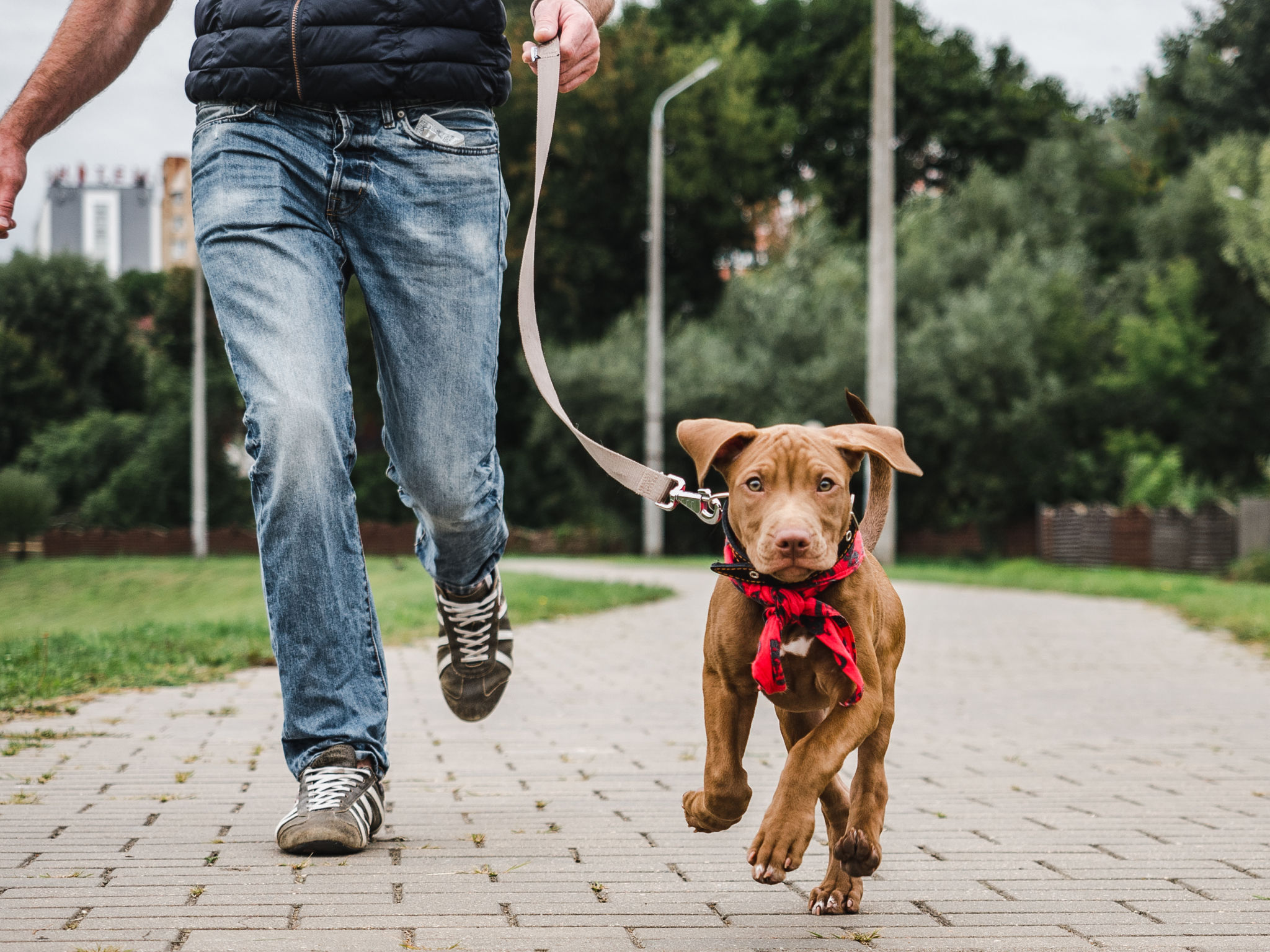 Cute puppy on a morning run with his owner Cute puppy on a morning run with his owner