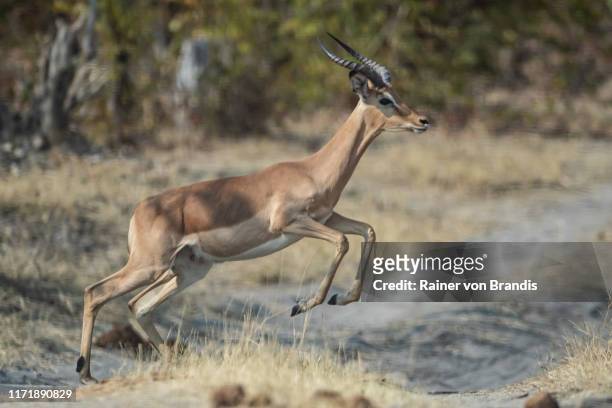 impala sprung - antilope stock-fotos und bilder