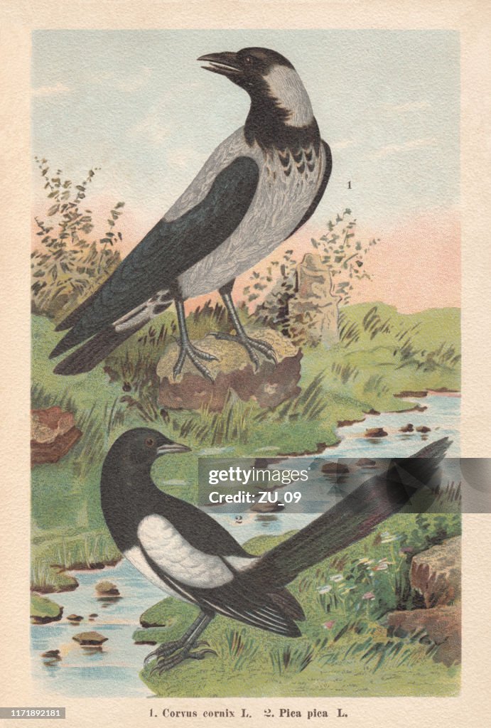 Hooded crow and Eurasian magpie, chromolithograph, published in 1896