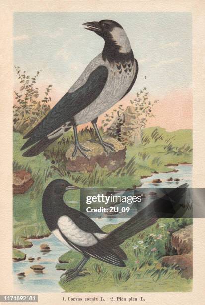 hooded crow and eurasian magpie, chromolithograph, published in 1896 - european magpie stock illustrations