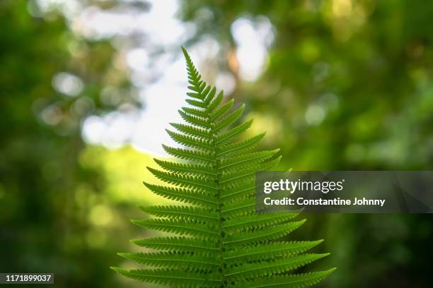 woman hand holding fern leaf against green forest background - temperate rainforest stock pictures, royalty-free photos & images