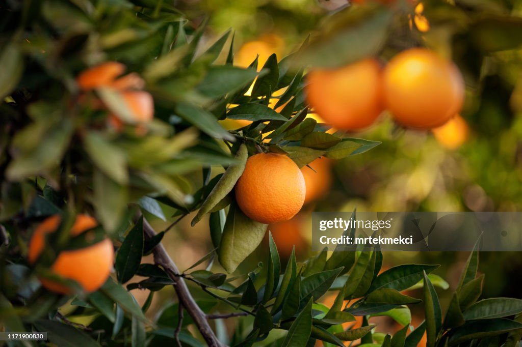 Orangers