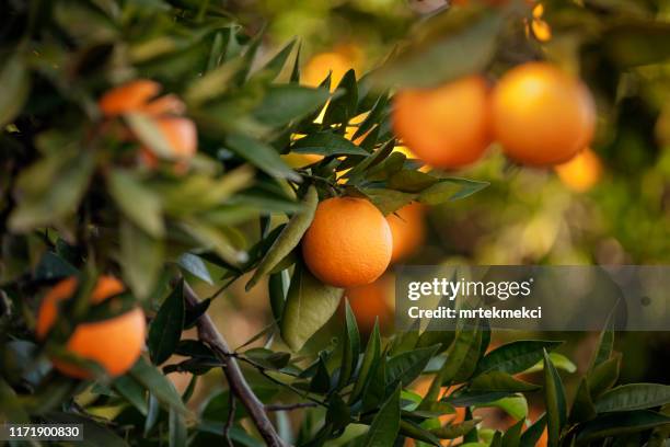 aranci - pianta da frutto foto e immagini stock