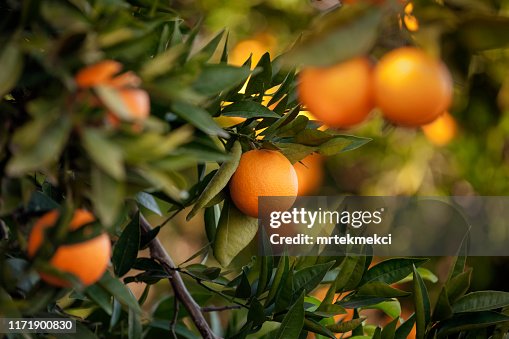 Orange trees