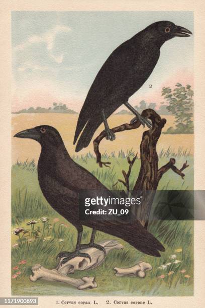 ilustrações de stock, clip art, desenhos animados e ícones de northern raven and carrion crow, chromolithograph, published in 1896 - animal morto