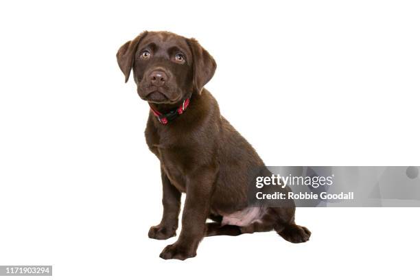 chocolate brown labrador retriever puppy looking at the camera on a white backdrop - retriever stock-fotos und bilder