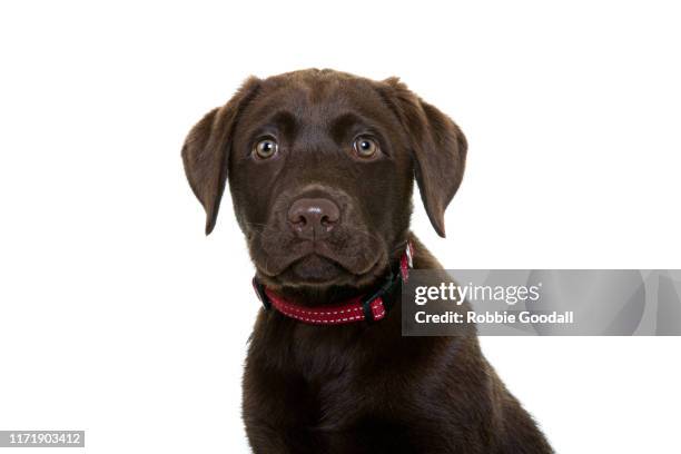 headshot of a chocolate brown labrador retriever puppy looking at the camera on a white backdrop - labrador white background stock-fotos und bilder