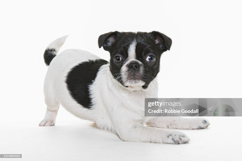 Black and white Pug/Boston terrier mix looking at the camera on a white background