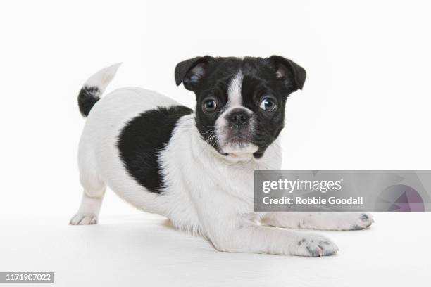 black and white pug/boston terrier mix looking at the camera on a white background - boston terrier fotografías e imágenes de stock