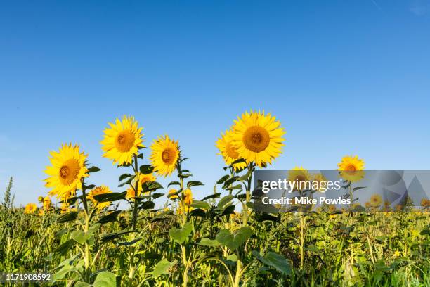 sunflower, field of sunflowers against blue summer sky - girassol fotografías e imágenes de stock