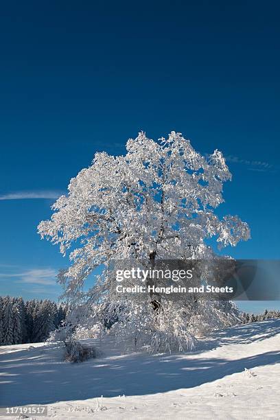 blanco árboles en invierno paisaje de esmerilado - miesbach fotografías e imágenes de stock