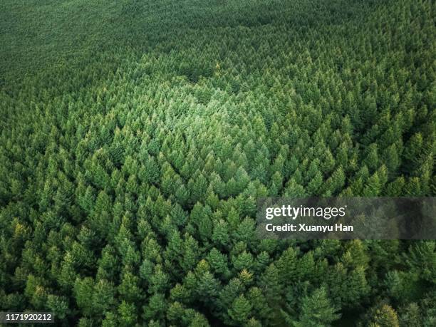 aerial view of nature forest - natural abundance stock pictures, royalty-free photos & images