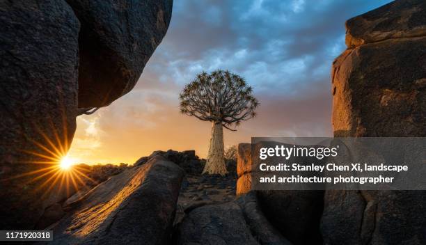 the quiver tree in the void of rocks - quiver tree stock pictures, royalty-free photos & images