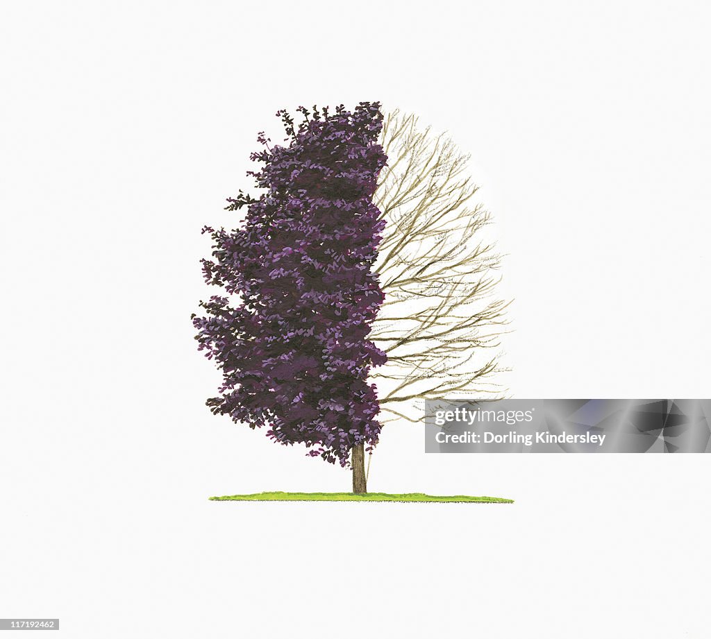 Illustration of Acer platanoides 'Crimson King' (Norway Maple) showing shape of tree with and without leave