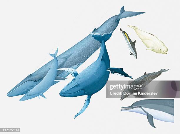 illustration of blue whale and young, humpback whale, black dolphin, beaked whale, atlantic white-sided dolphin, spinner dolphin, and white whale - blue whale stock-grafiken, -clipart, -cartoons und -symbole