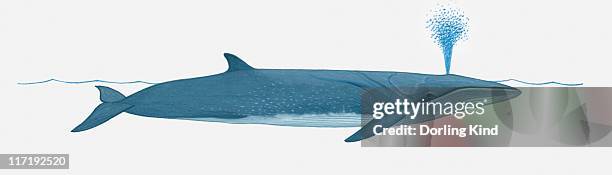 illustration of sei whale (balaenoptera borealis) using blowhole on surface of water - balaenoptera borealis stock illustrations