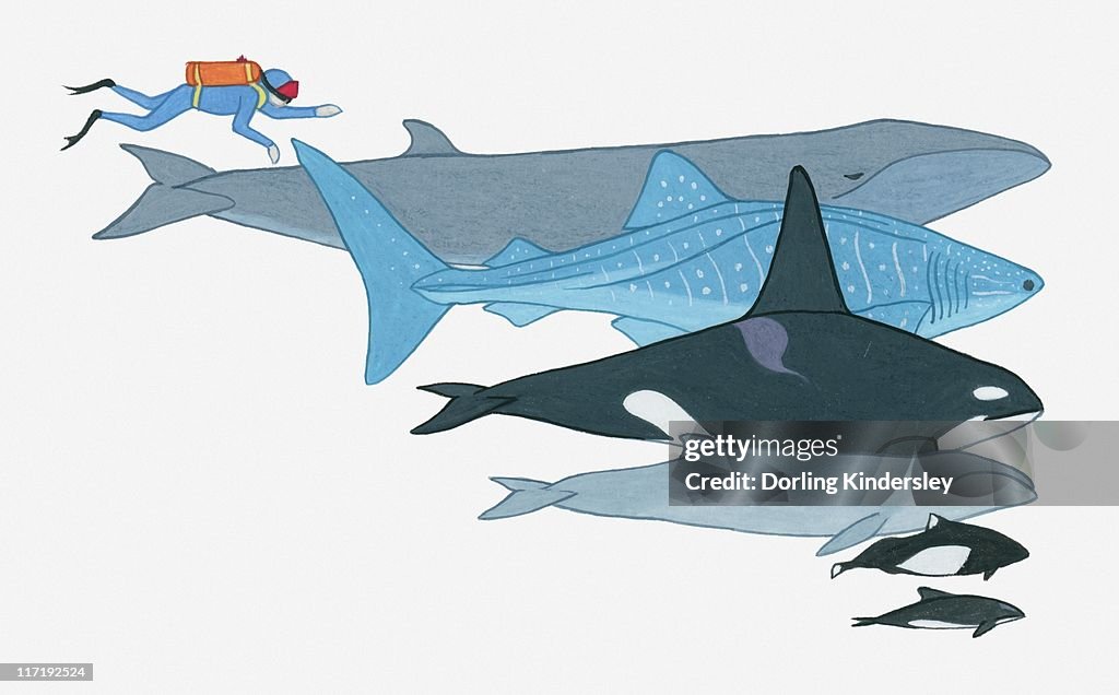 Illustration showing the size of Fin Whale, Whale Shark, Killer Whale, Pygmy Right Whale, Dall's Porpoise, Black Dolphin in comparison to a human being