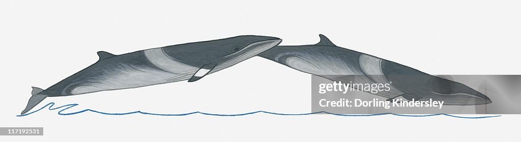 Illustration of Minke Whale (Balaenoptera) breaching (leaping) out of water