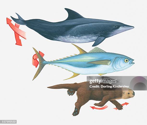 illustration of swimming patterns of a whale, fish and an otter - otter stock illustrations