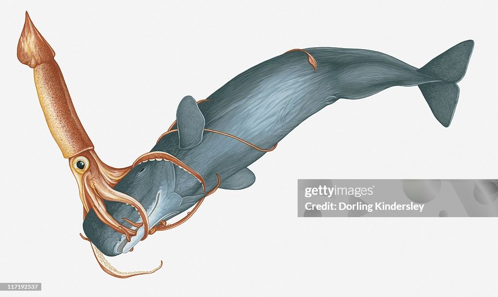 Illustration of Giant Squid (Architeuthis) attacking Sperm Whale (Physeter macrocephalus)