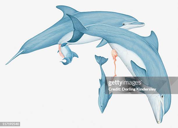 779 Animal Giving Birth Photos and Premium High Res Pictures - Getty Images 779 Animal Giving Birth Photos and Premium High Res Pictures - Getty Images