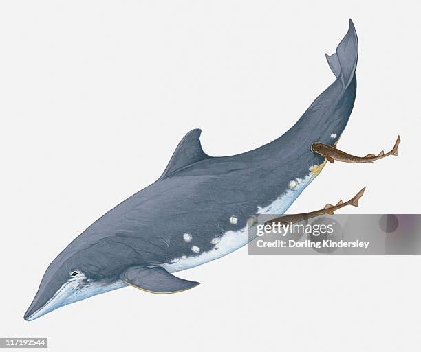illustration of showing cookiecutter sharks feeding by making circular wounds on rough-toothed dolphin using lips - cookie cutter shark stock illustrations
