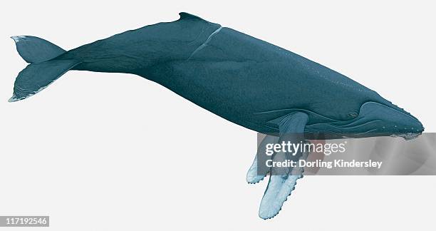 illustration of humpback whale (megaptera novaeangliae) - humpback whale stock-grafiken, -clipart, -cartoons und -symbole