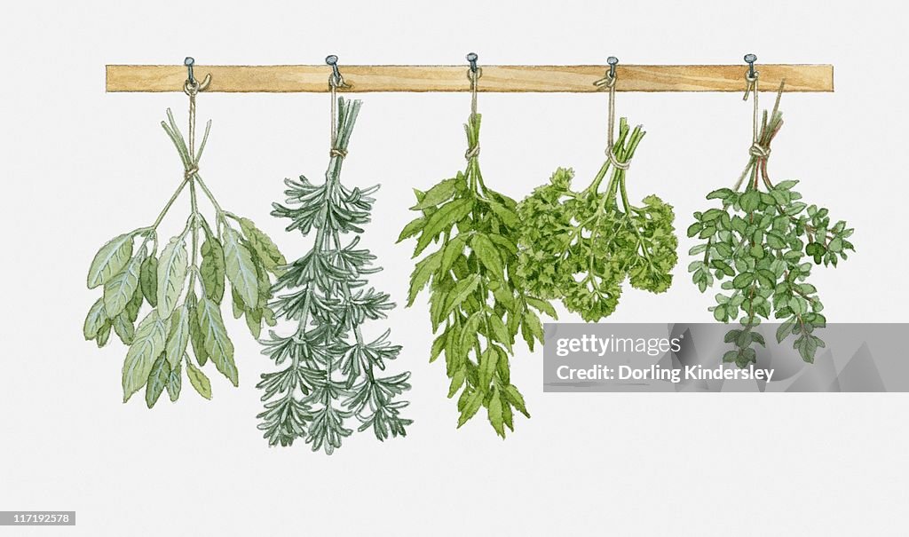 Illustration of herbs hung up to dry
