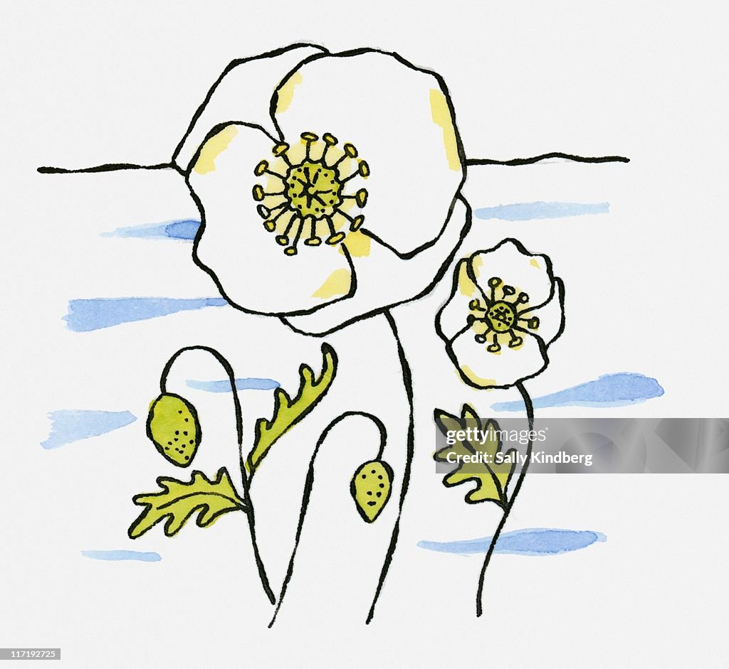 Illustration of Salix arctica (Arctic Willow) flowers in snow