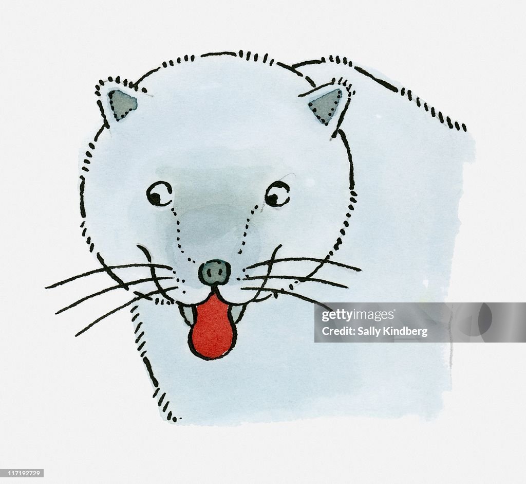 Illustration of Arctic fox (Vulpes lagopus) sticking red tongue out