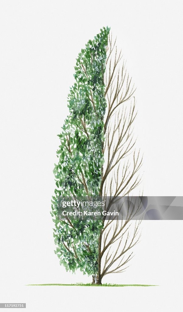 Illustration of Quercus Petraea 'Columna' (Sessile Oak) showing shape of tree with and without leaves